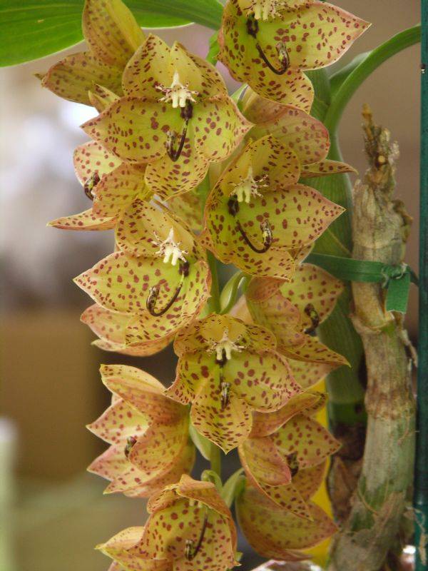 Brown spots