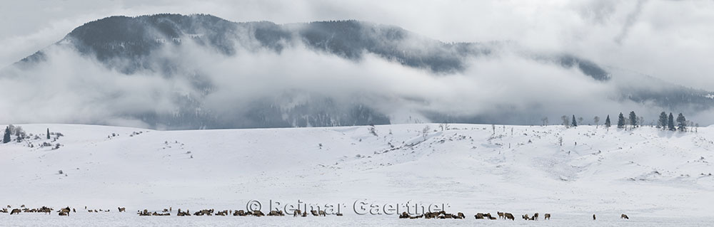 196 National Elk Refuge 1 P.jpg