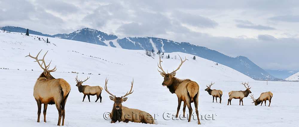 196 National Elk Refuge 6 P.jpg