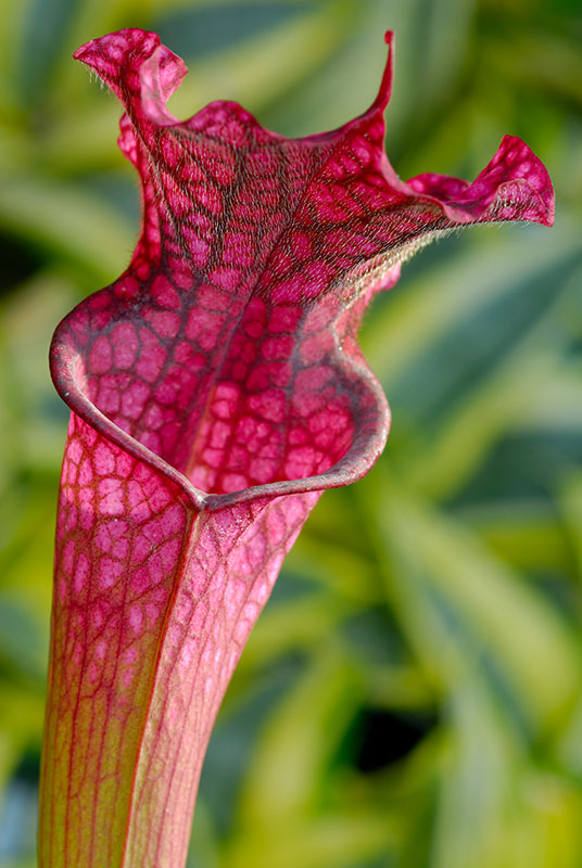 70 Red Pitcher Plant.jpg