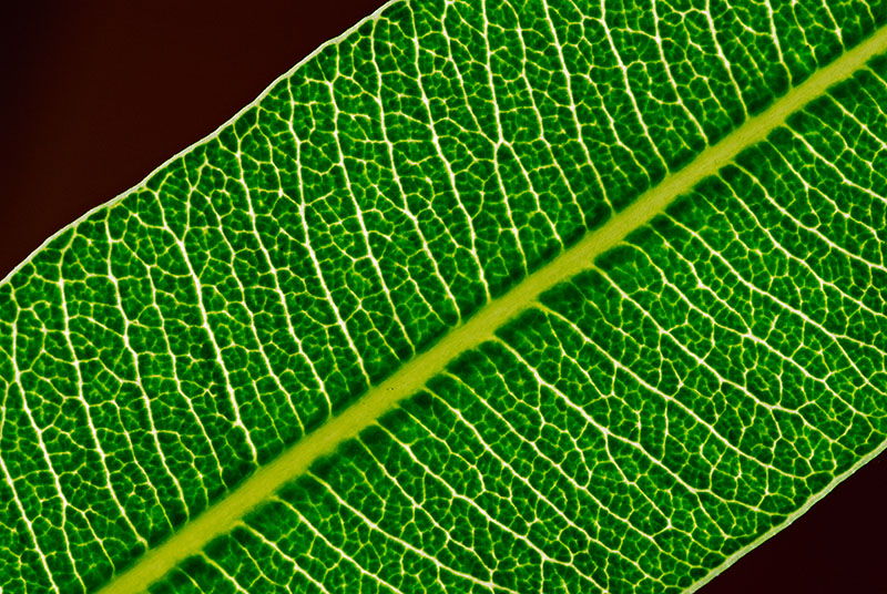 72 Oleander Leaf.jpg