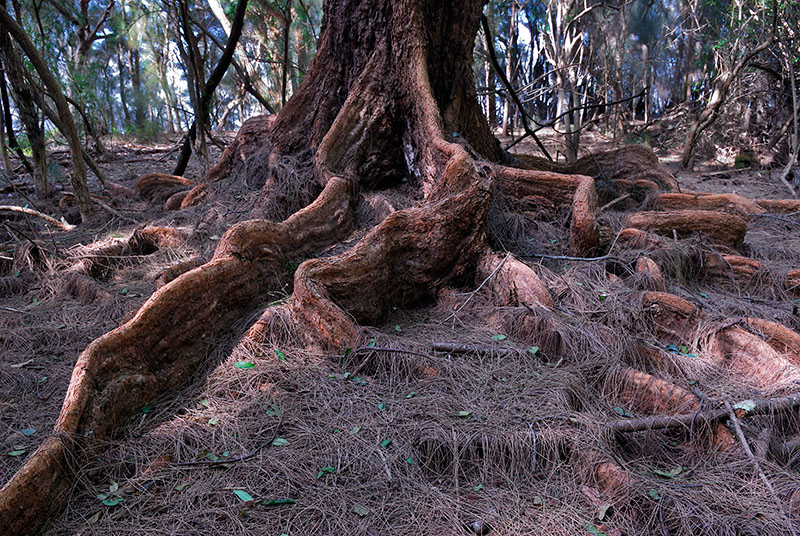 77 Banyan tree roots.jpg