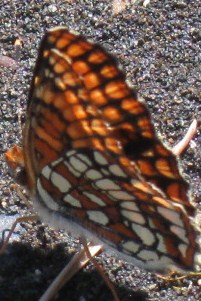 104.JPG