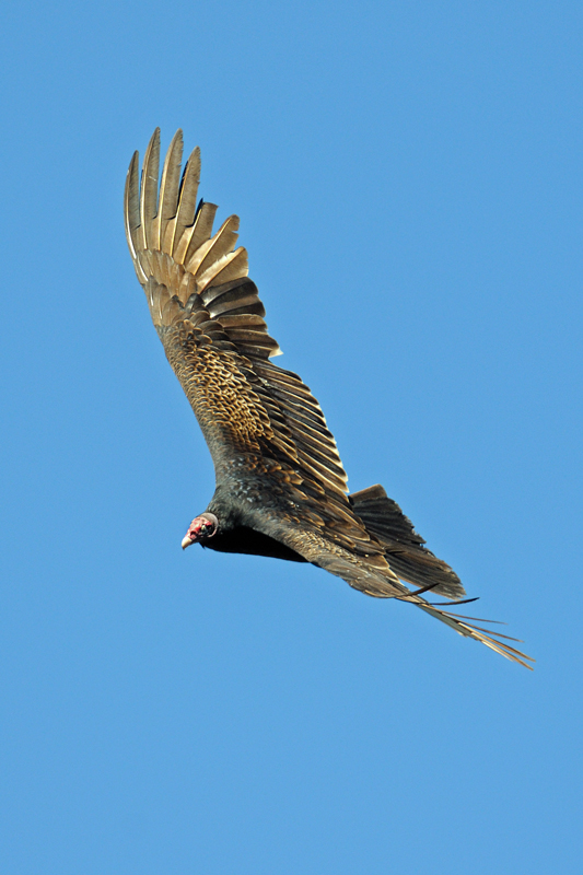 CEB_6765NXadic.jpg