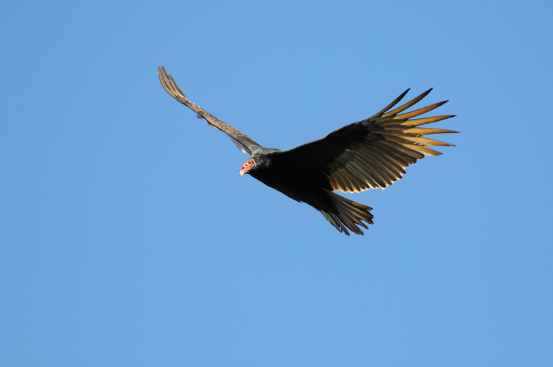 CEB_6770NXadic.jpg