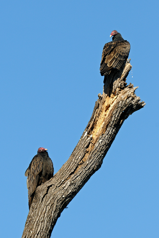 CEB_6789NXadic.jpg