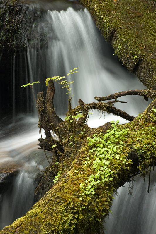 Cedar Rock Creek Log