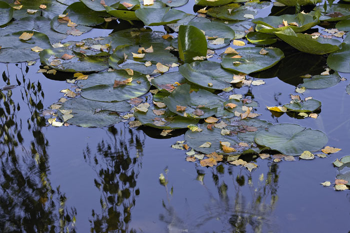 Lily pads catch falling leaves