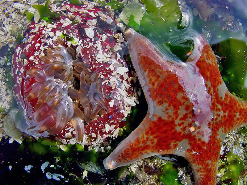 Tidepool Treasure