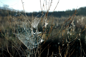 Classic spider web shot