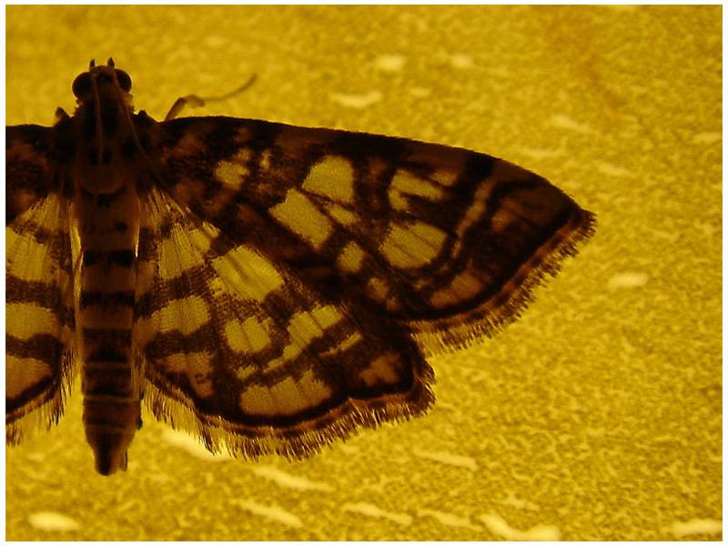 July 20, 2006<br><font size=2>Moth on a Lamp</font>