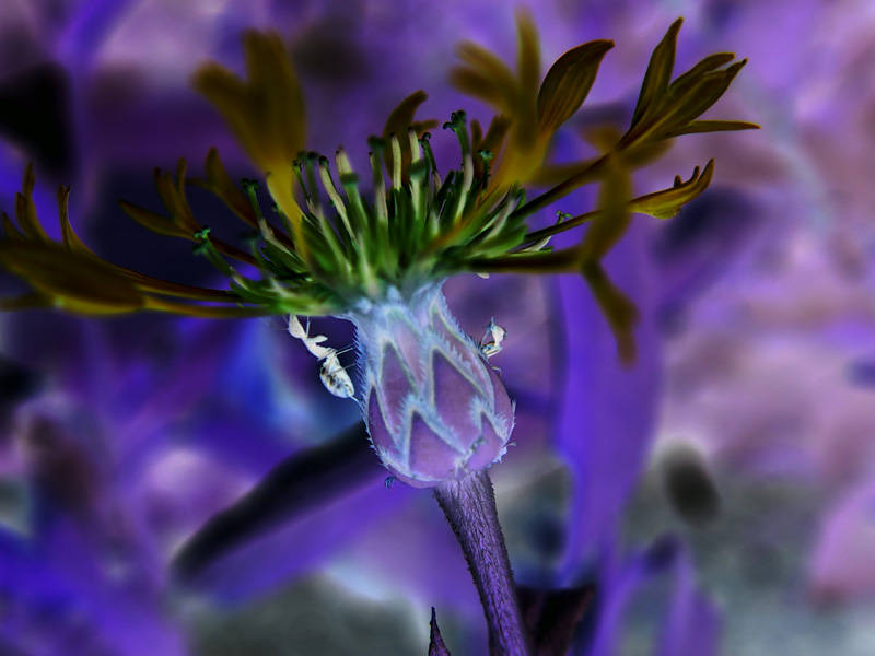 July 27, 2006<br><font size=2>Beyond the Blue</font>