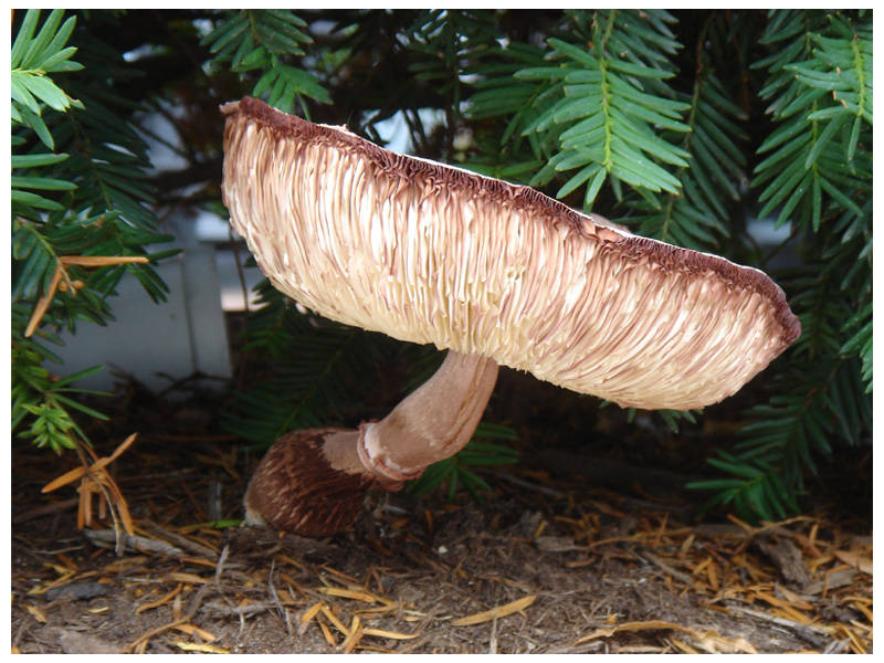 July 30, 2006<br><font size=2>Magical Mushroom</font>
