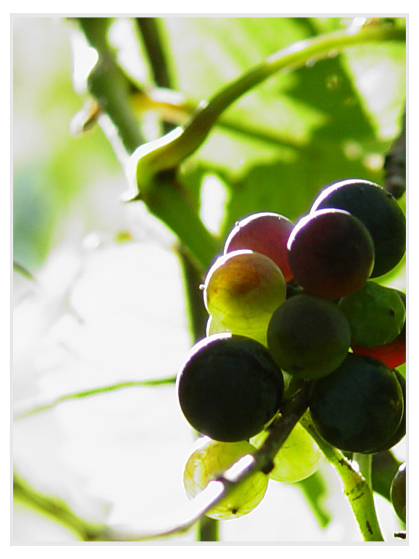 August 12, 2006<br><font size=2>Ripening Harvest</font>