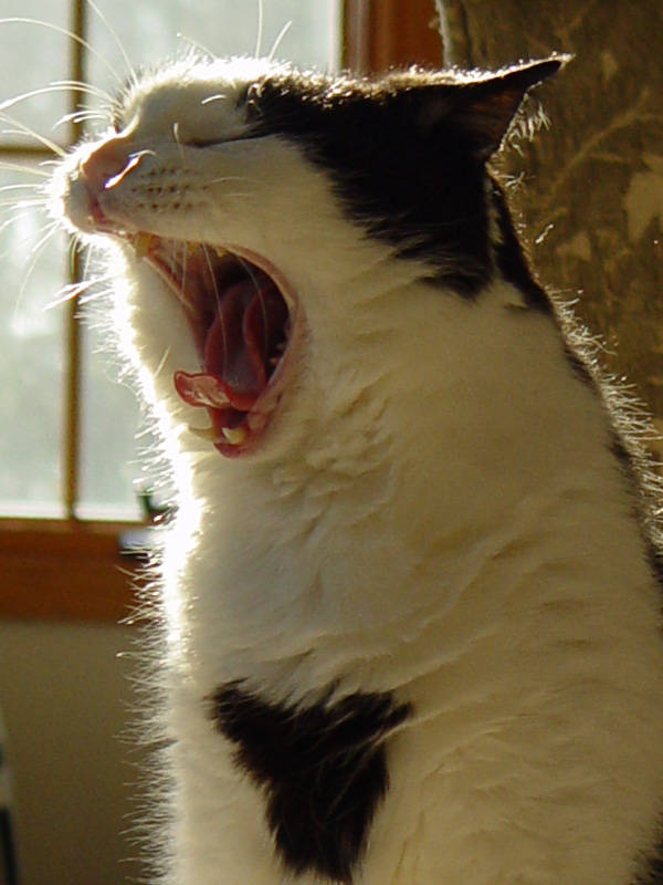 DSC01942_crop.JPG