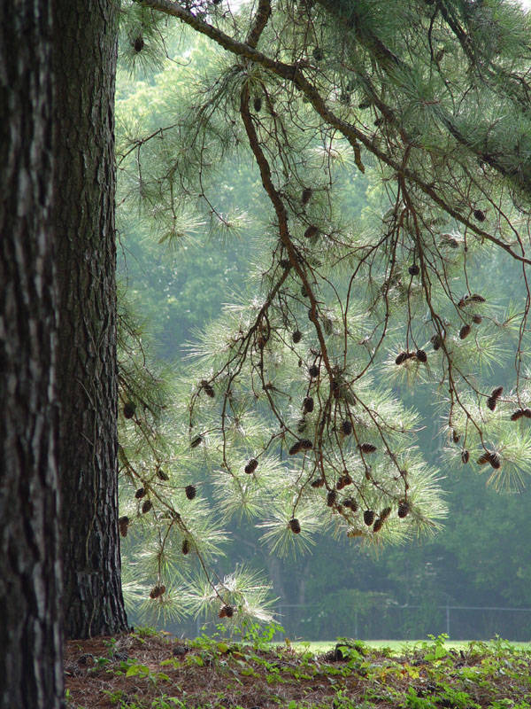 August 28, 2005<br><font size=2>Backlight</font>