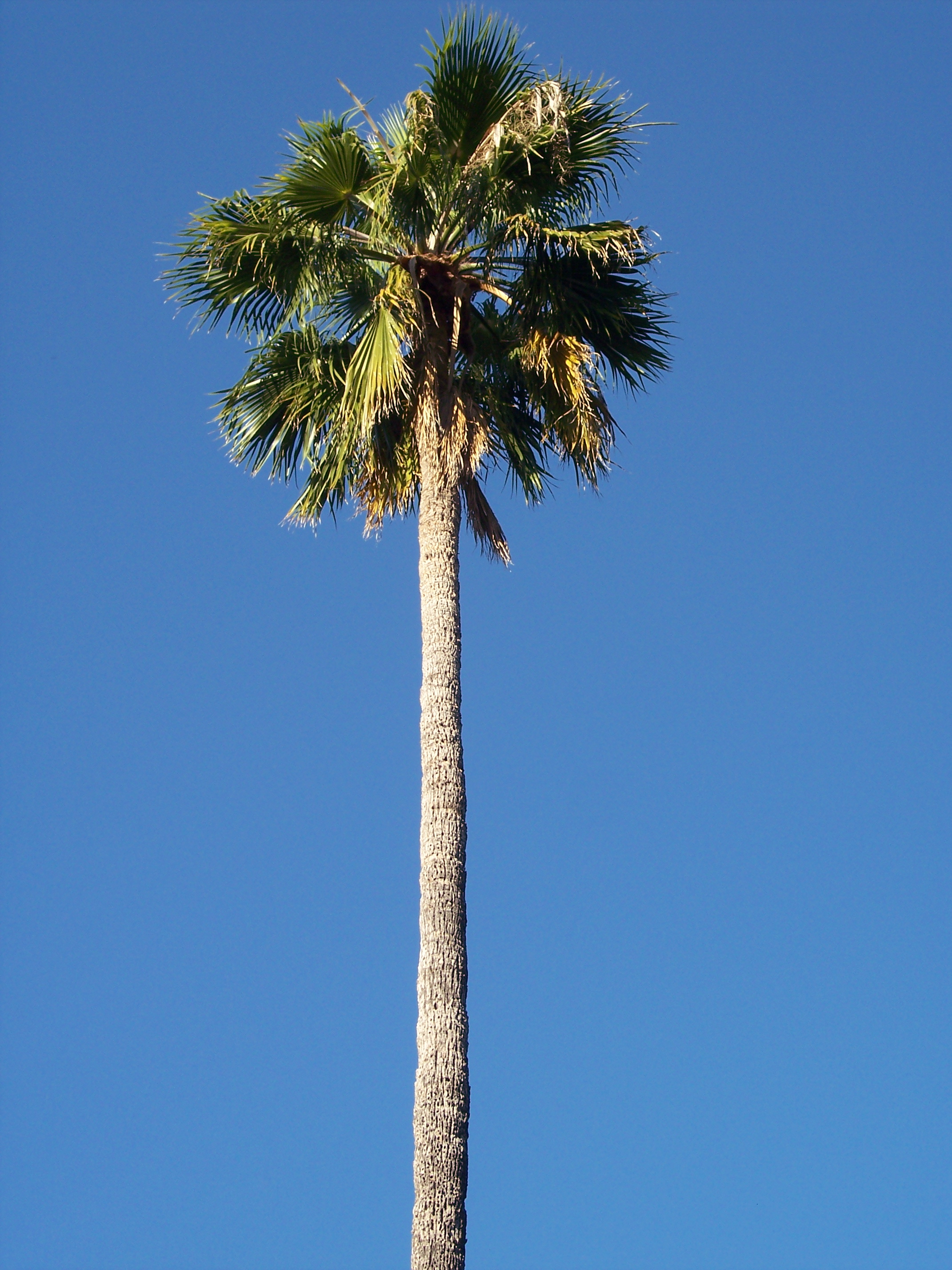 The perfect palm