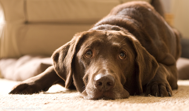 On his favourite carpet