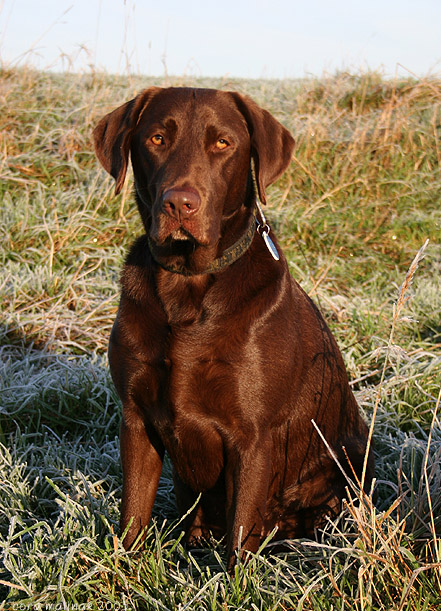 Sitting Regal