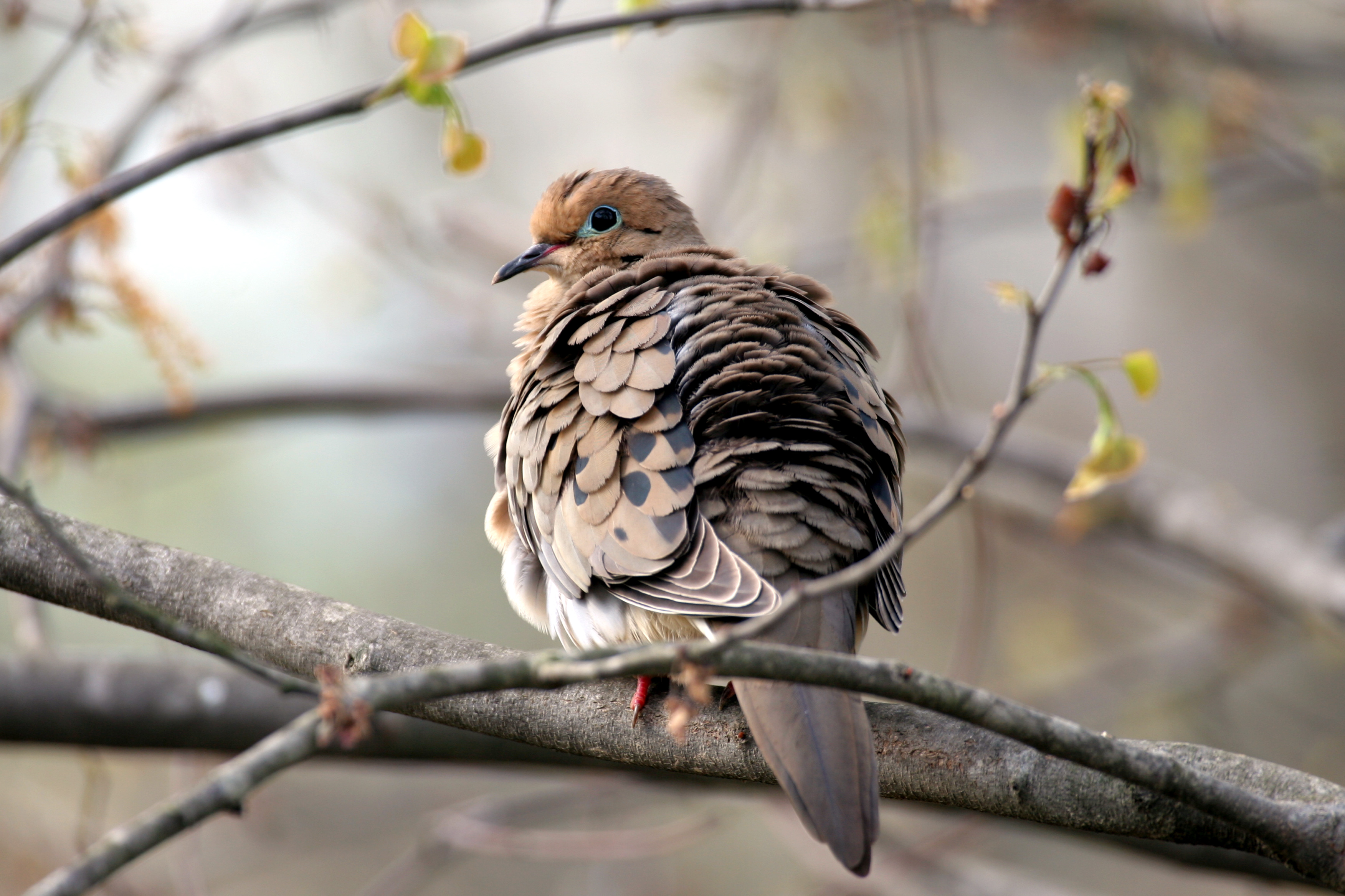 Mourning Dove