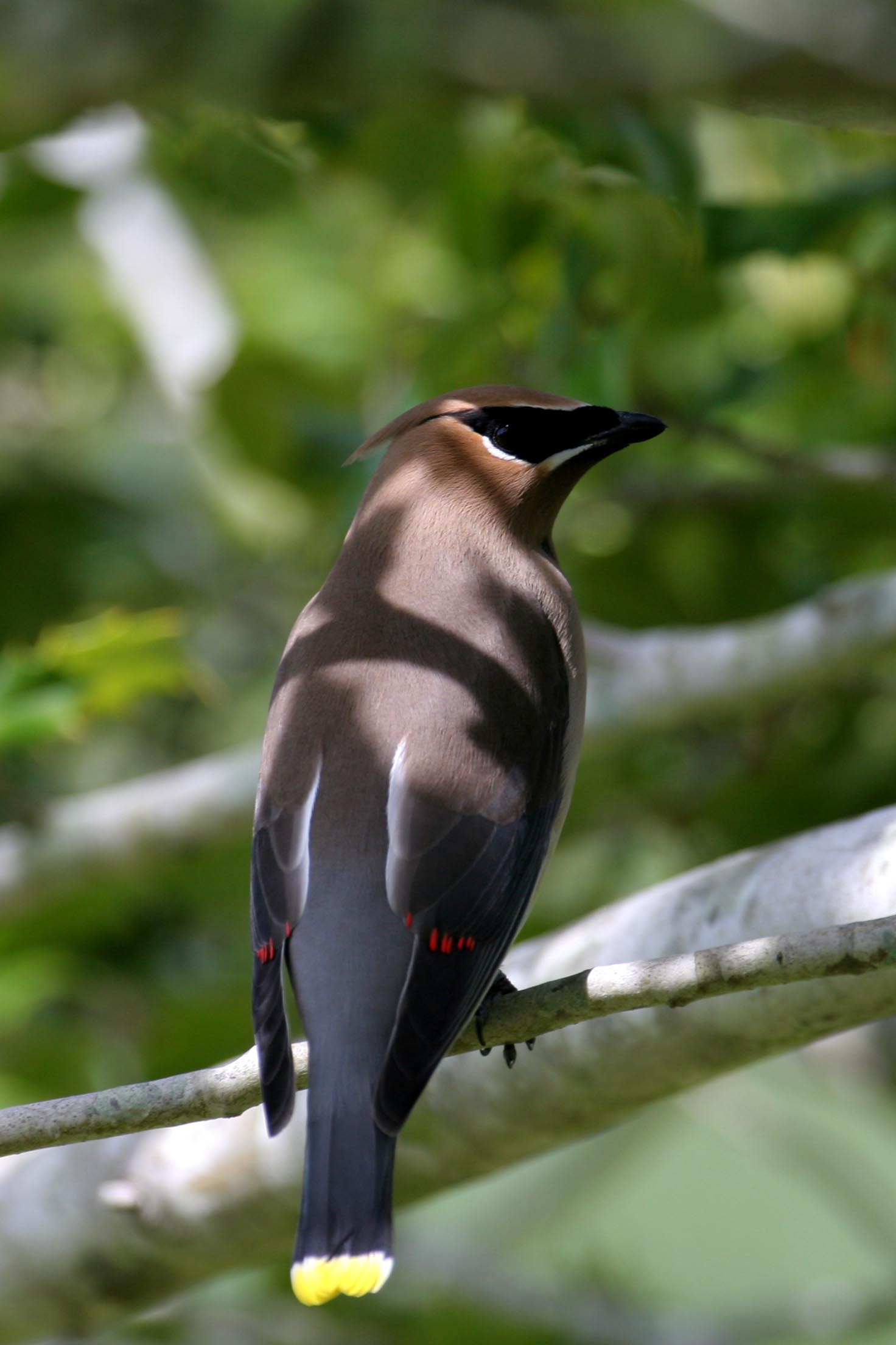 Cedar Waxwing