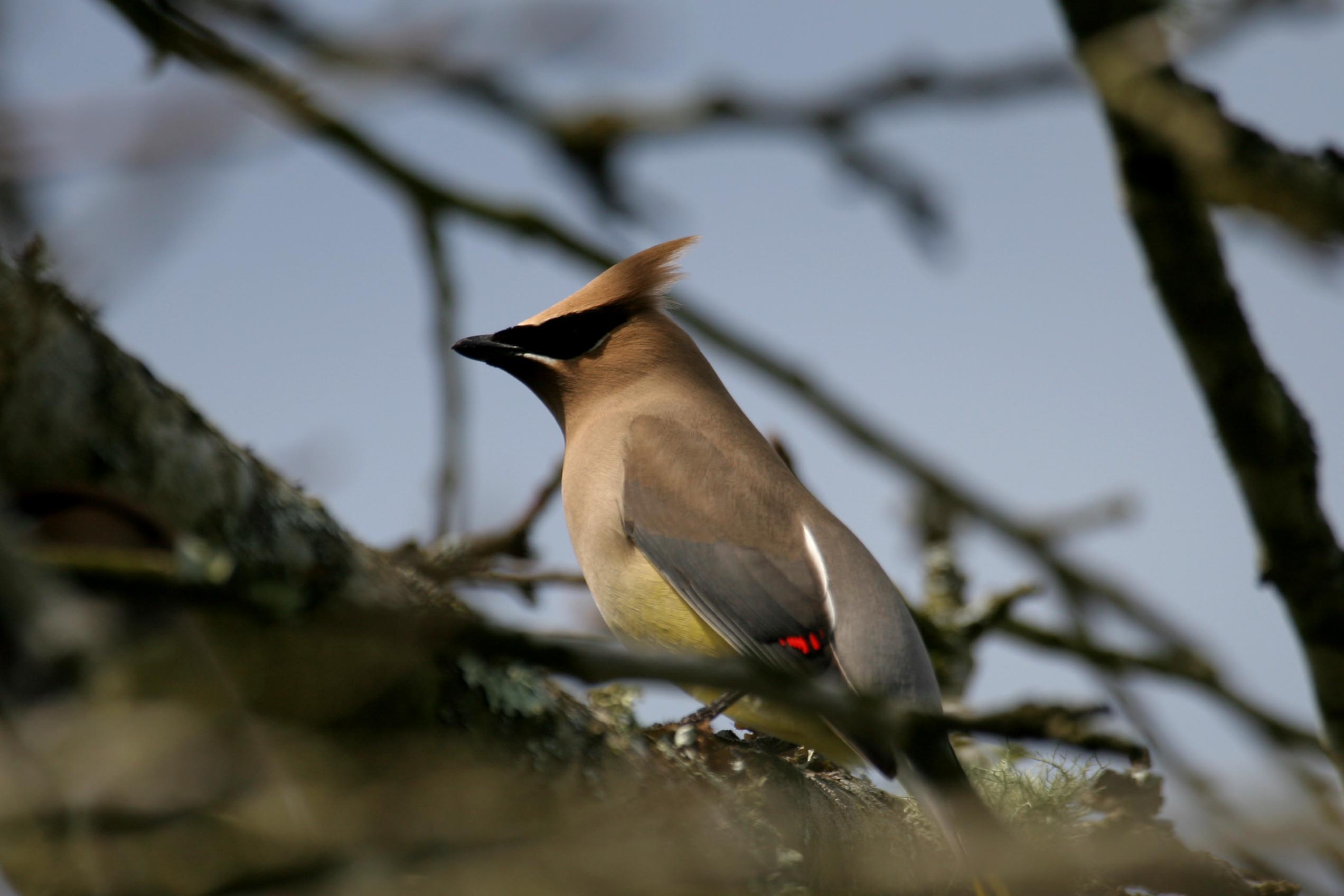 Cedar Waxwing