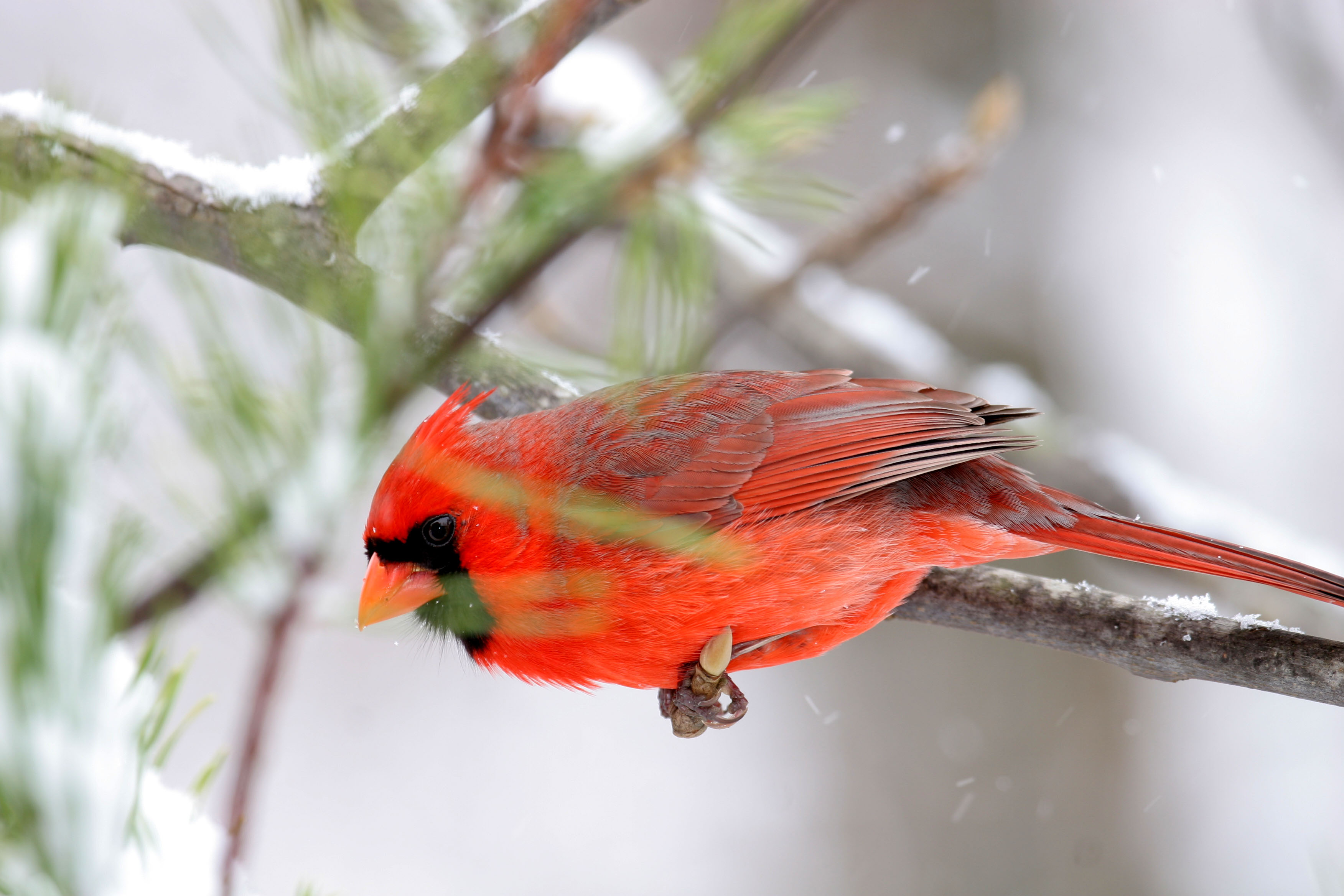 Northern Cardinal