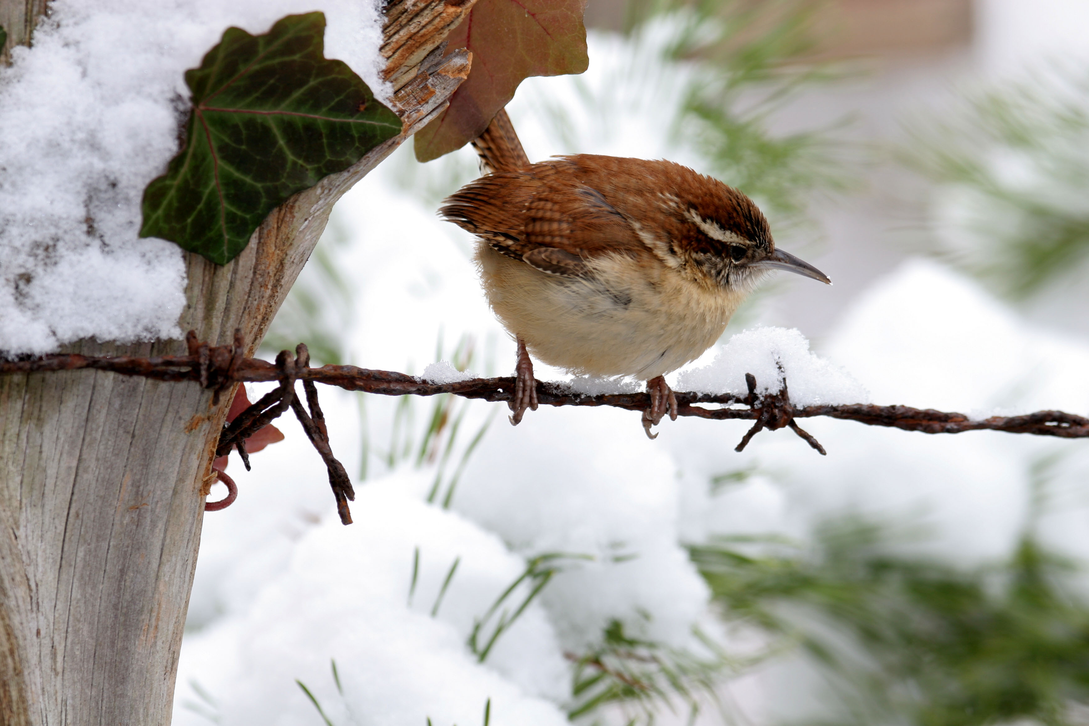 Carolina Wren