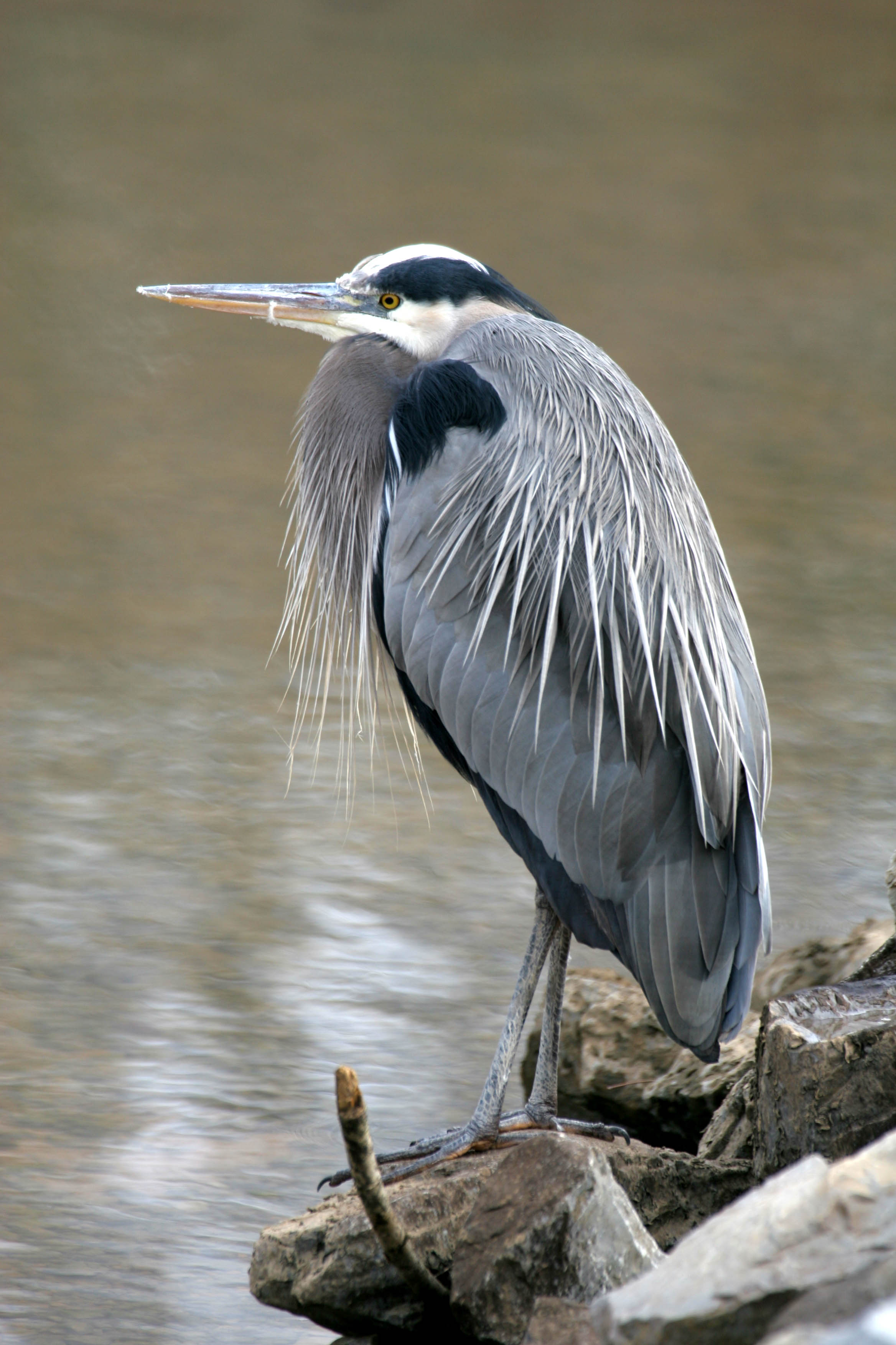 Great Blue Heron