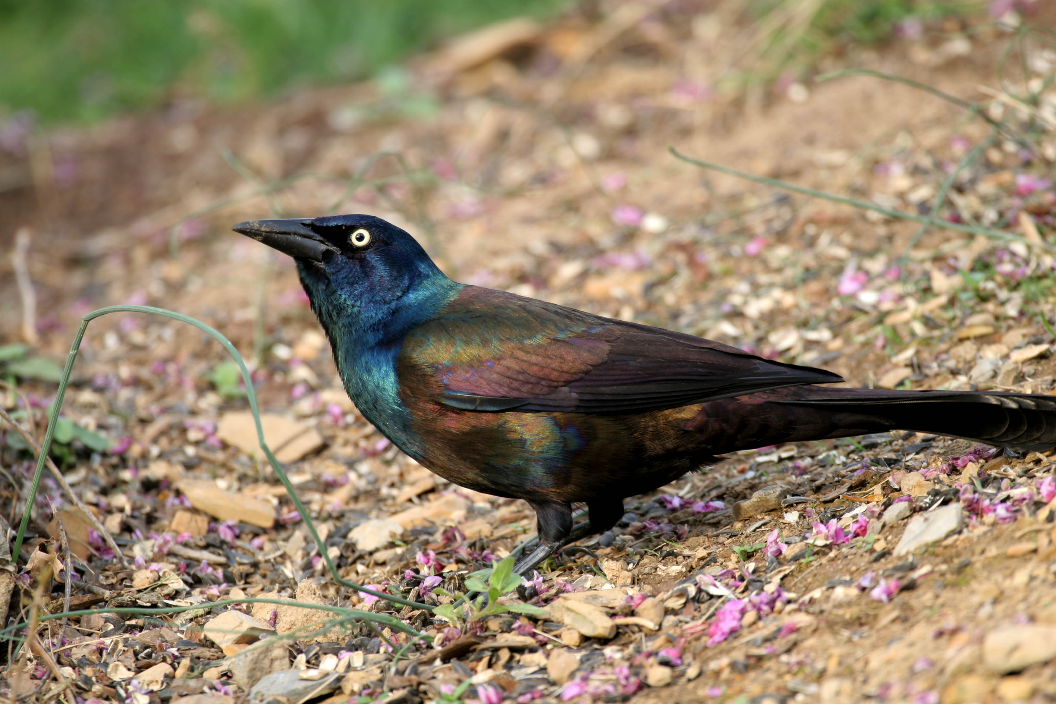 Common Grackle