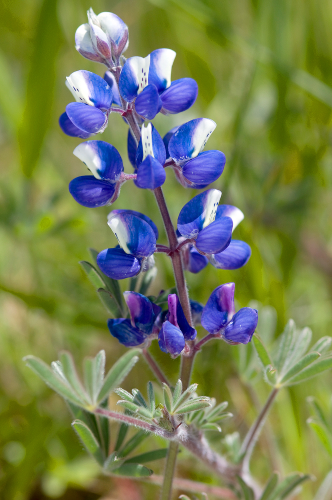 Lupinus nanus - Sky Lupine