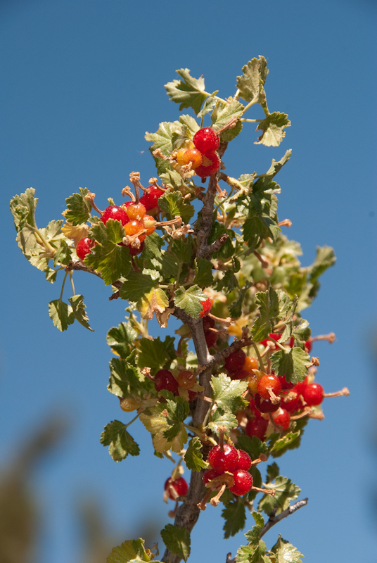 Chap. 8-17, Wax Currant