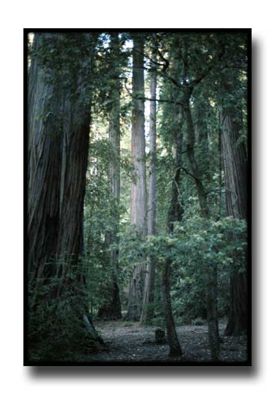 California Coastal Redwoods
