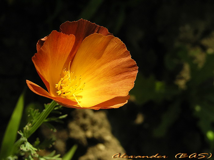 Little beauty