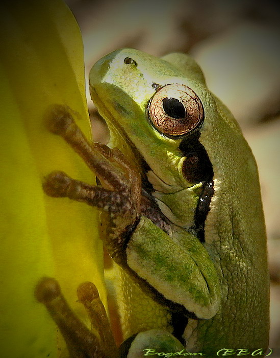 Little frog