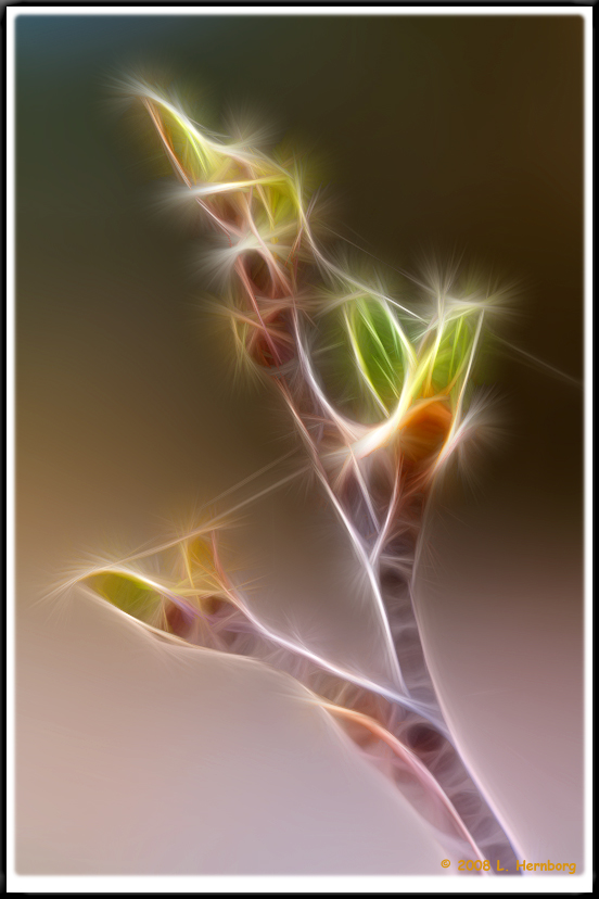 PICT5893 fractal.jpg