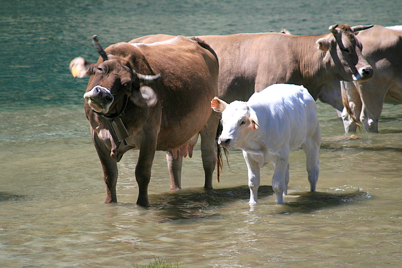 cows in the lake.