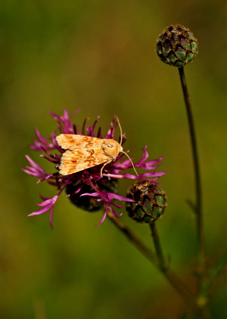 papillon dont je ne connais pas le nom.