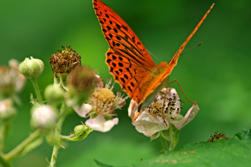 papillon orange