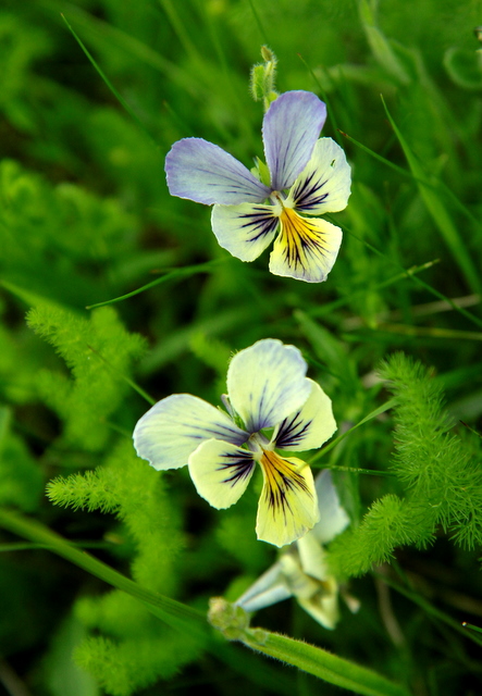 wild pansies of my Vosges mountains