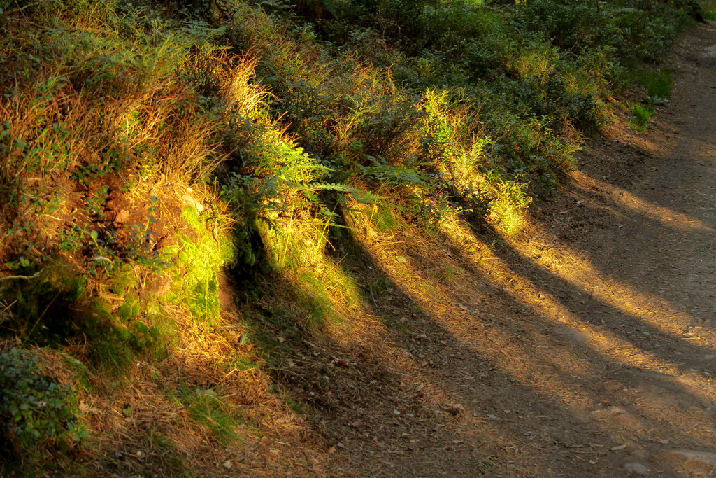 the spirit of the forest