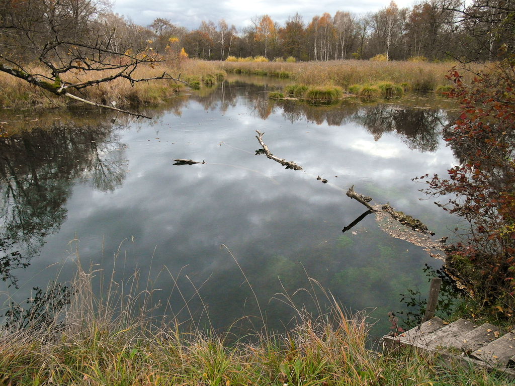 a dead arm of the river Rhine #2