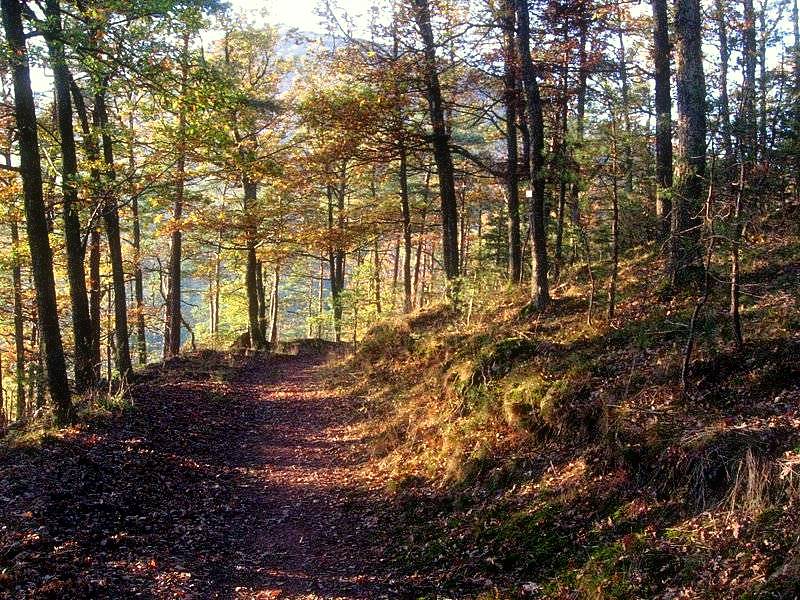 la forêt en automne