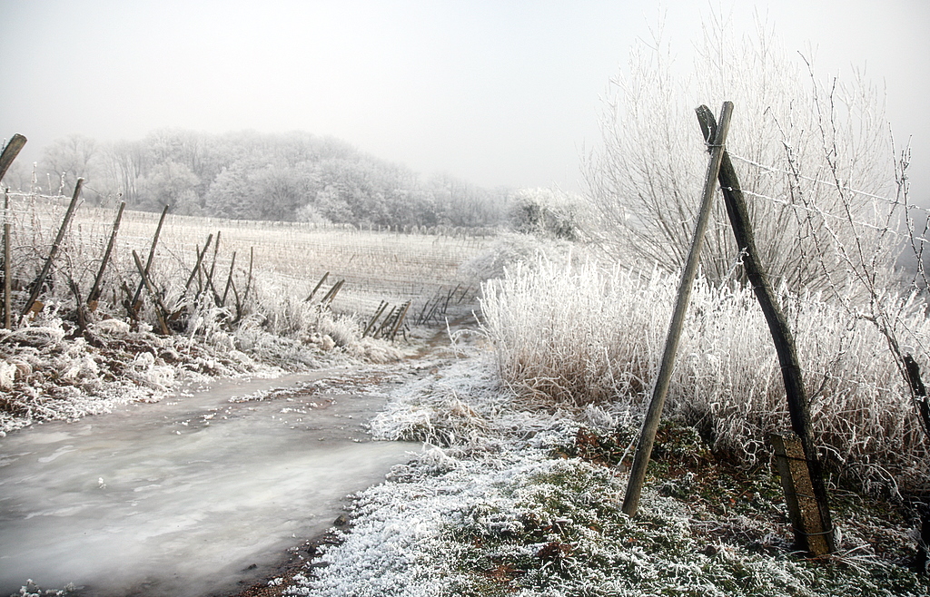 Alsatian vineyard in winter