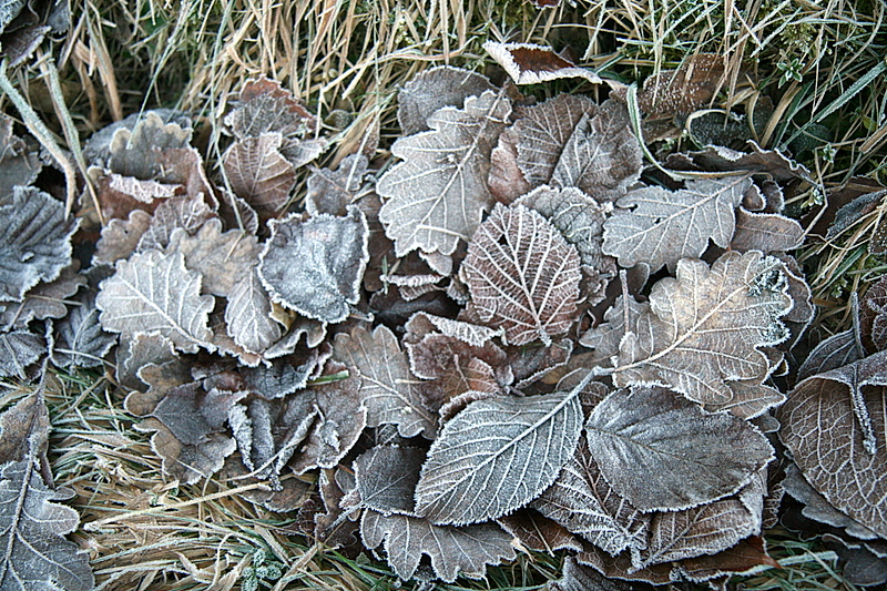 les feuilles geles.