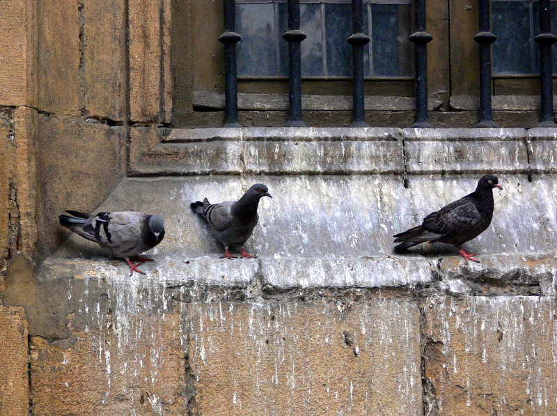 pigeons.