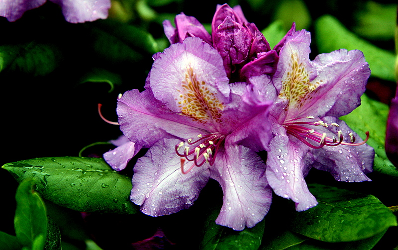 rhododendrons