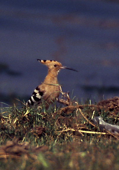 Hoopoe (male)