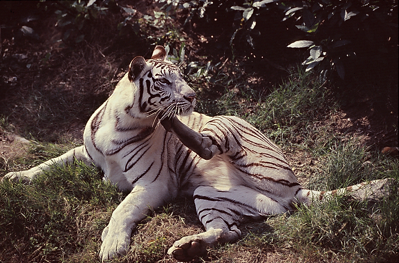 White tiger 01