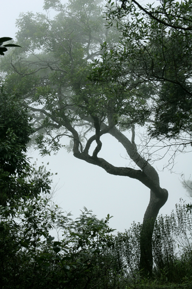 Misty tree